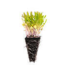 Product image for Wild Rocket Seedlings