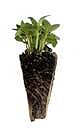 Product image for Lemon Basil Seedlings