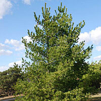 Cheer Drops® Arborvitae