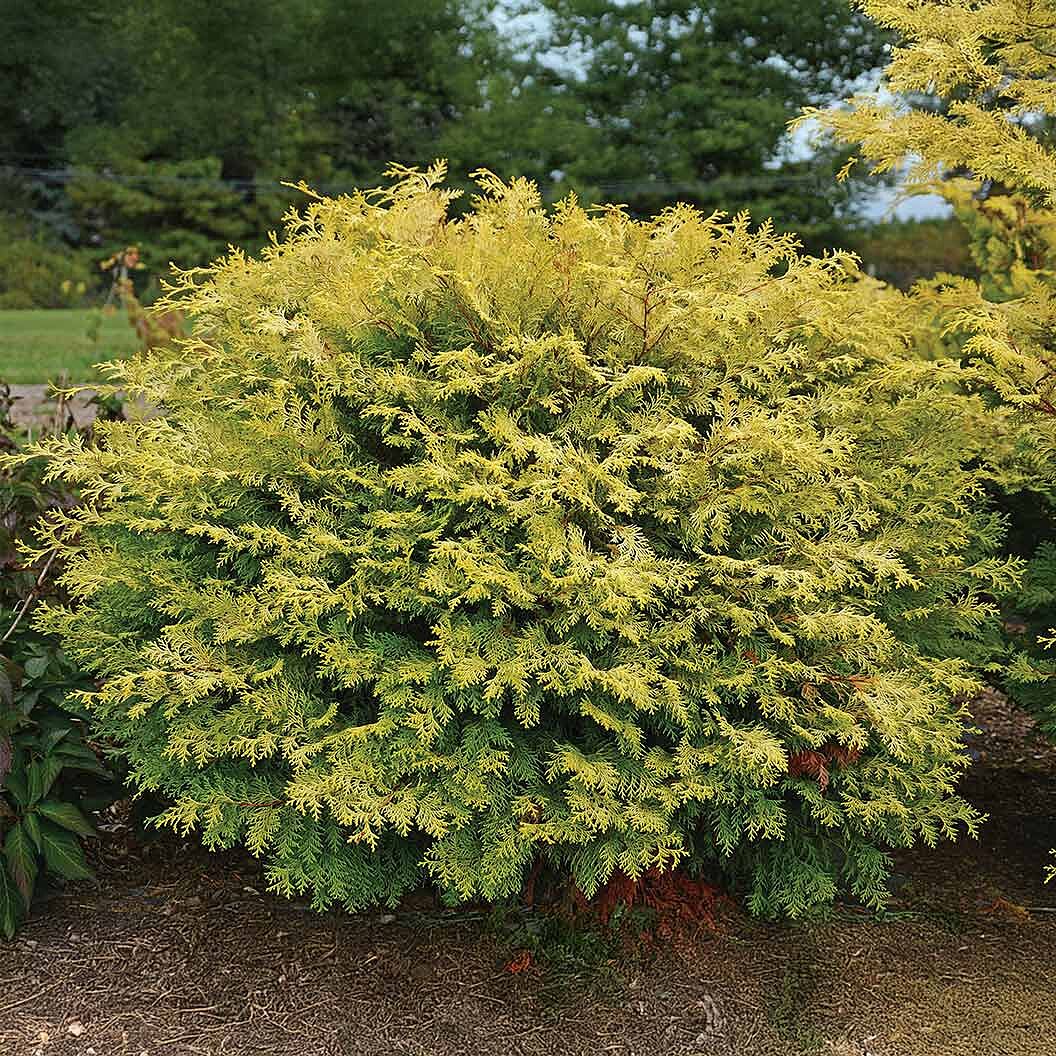 Southern Living® Night Light™ Chamaecyparis Shrub