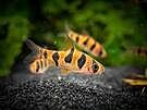 Captive-Bred Flurry Clownfish - Amphiprion ocellaris
