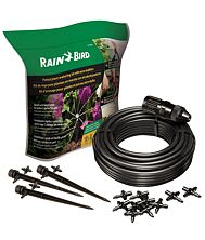 dracaena rikki plant Rikki Dracaena  Plant Detectives
