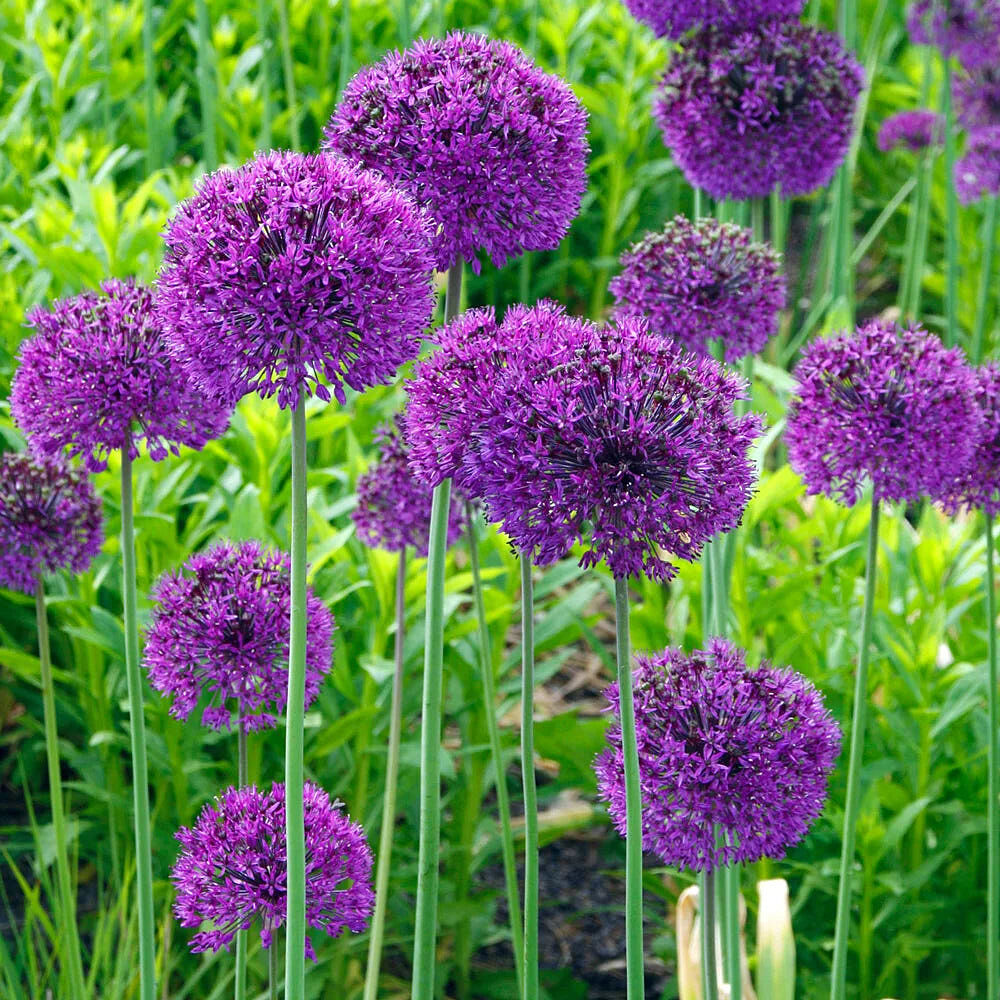 Image link to product page