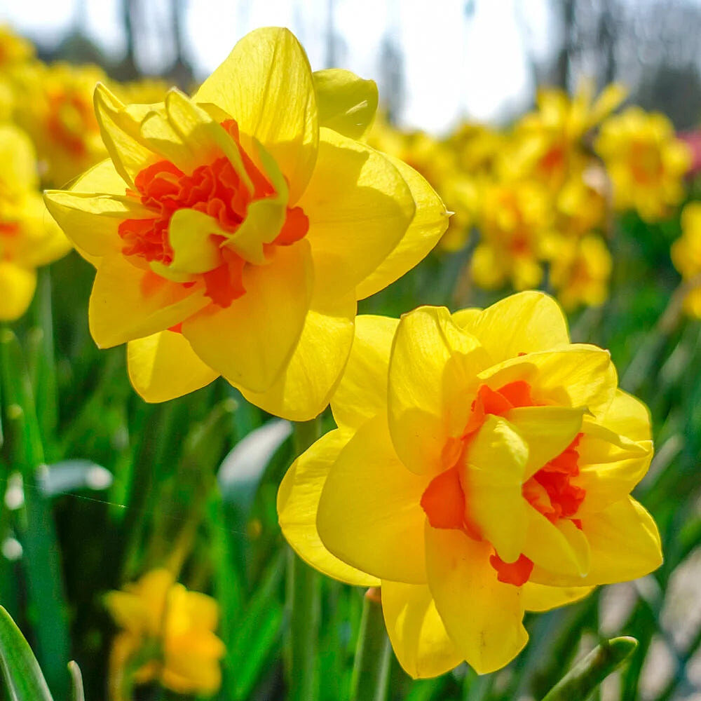 Image link to product page