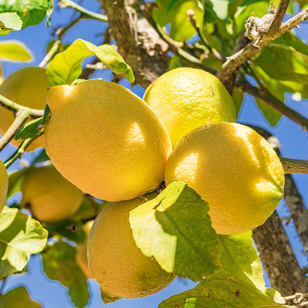 Eureka Lemon Tree