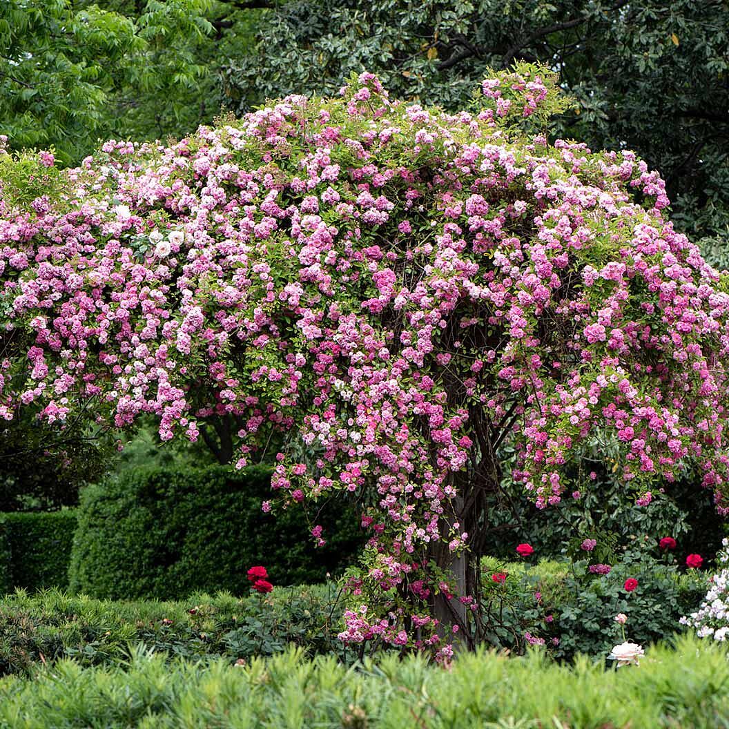 Peggy Martin Rose Shrub