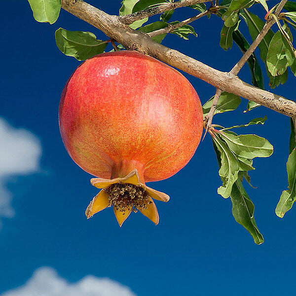 Wonderful Pomegranate Shrub