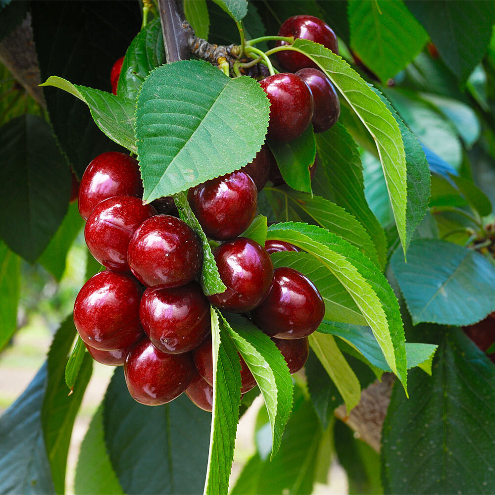 Romeo Cherry Tree