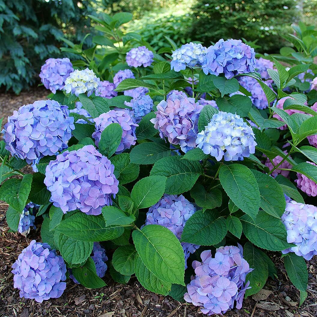 Proven Winners® Let's Dance Sky View® Hydrangea