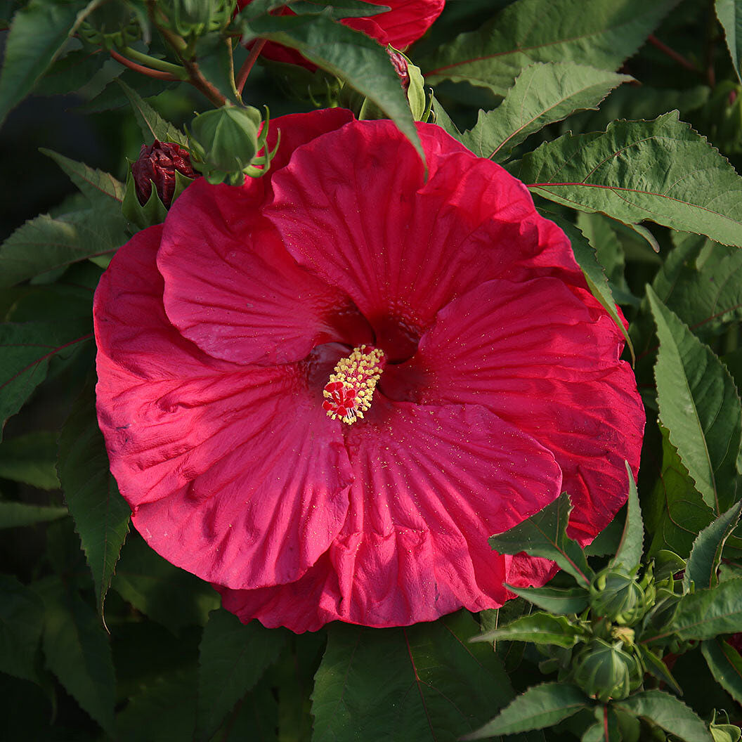 'Summer in Paradise' Hibiscus