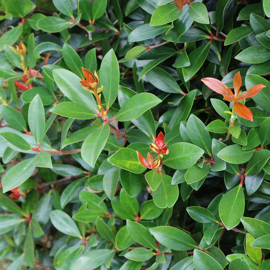 Cleyera Japonica