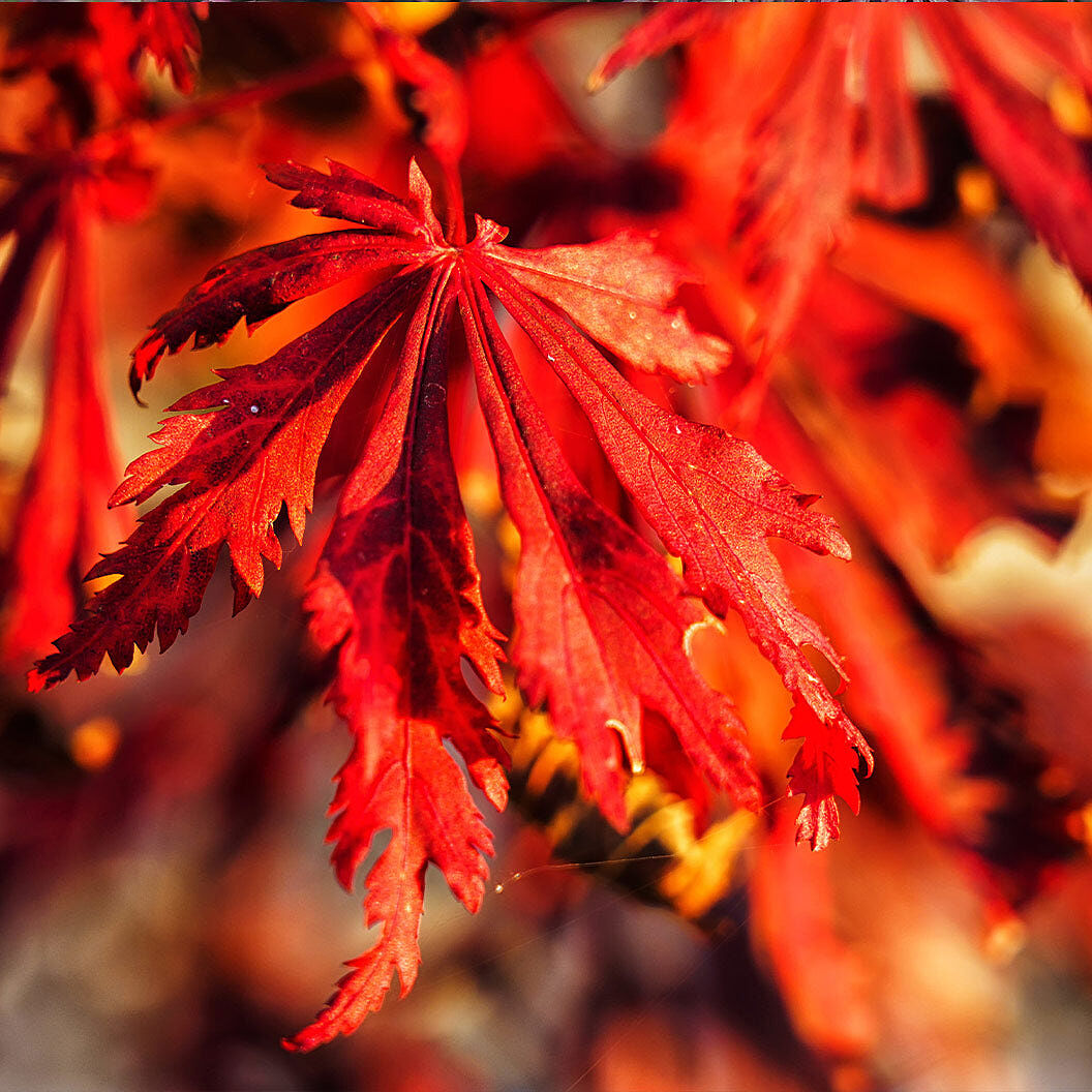Orangeola Weeping Japanese Maple Tree