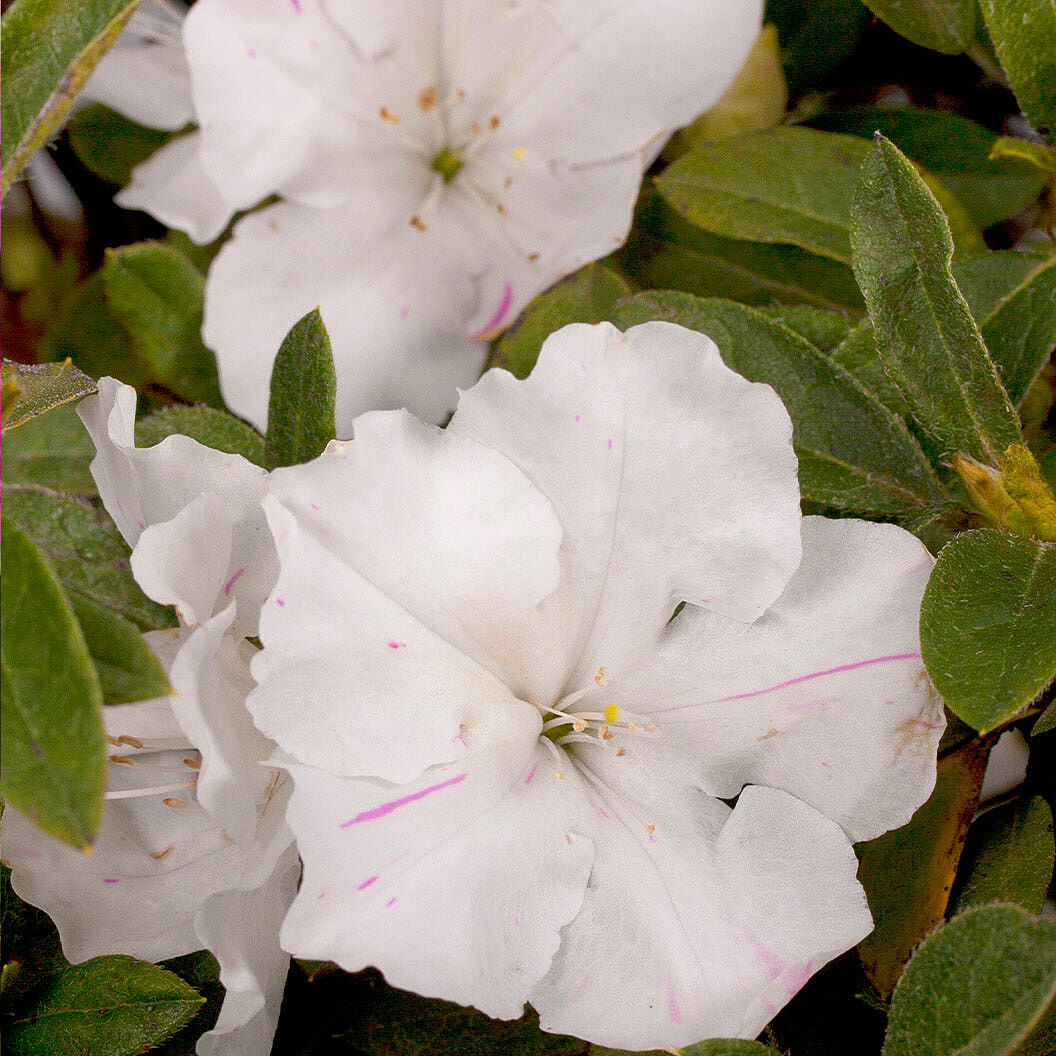 Autumn Lily® Encore® Azalea