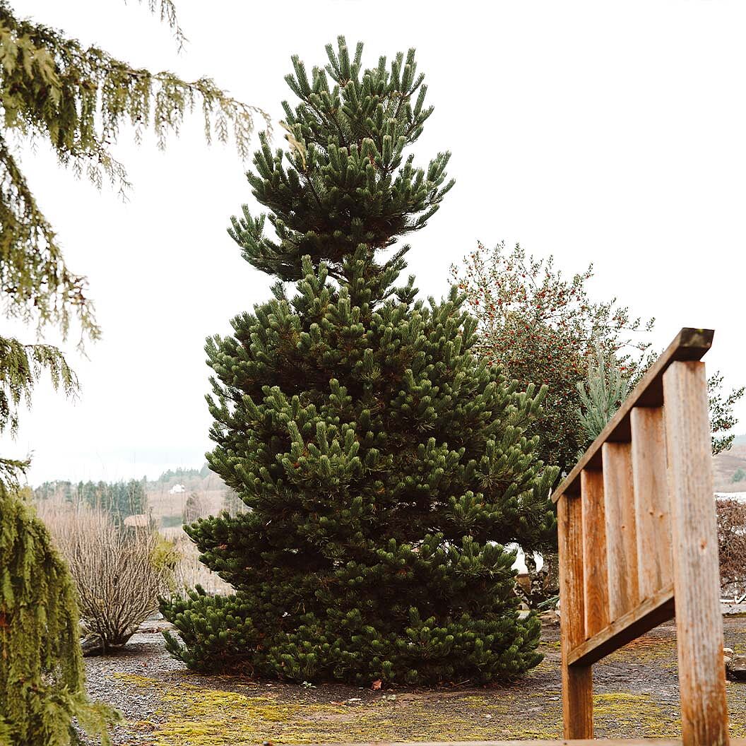 Oregon Green Austrian Pine