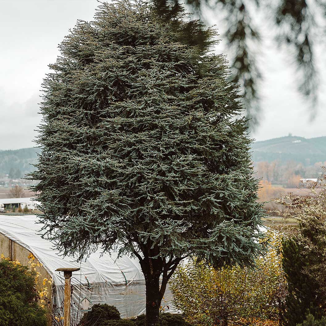 Horstmann Blue Atlas Cedar Tree