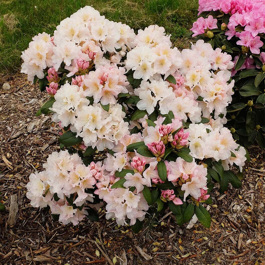 Holden's™ Peach Hybrid Rhododendron Shrub