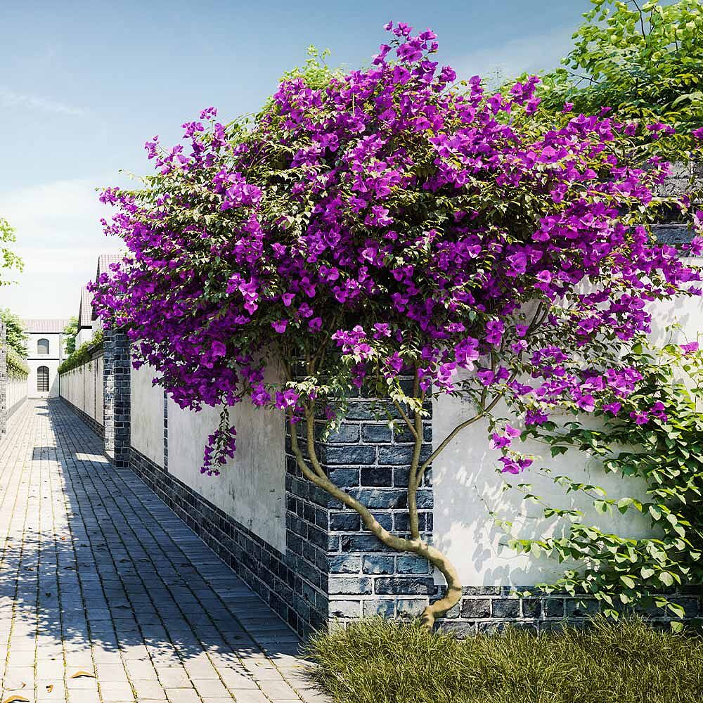 New River Purple Bougainvillea Tree