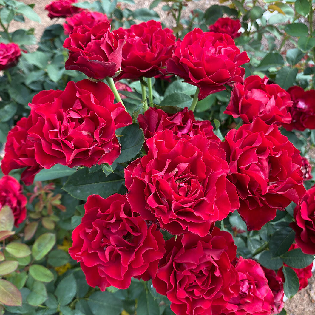 Dancing in the Dark® Rose Shrub