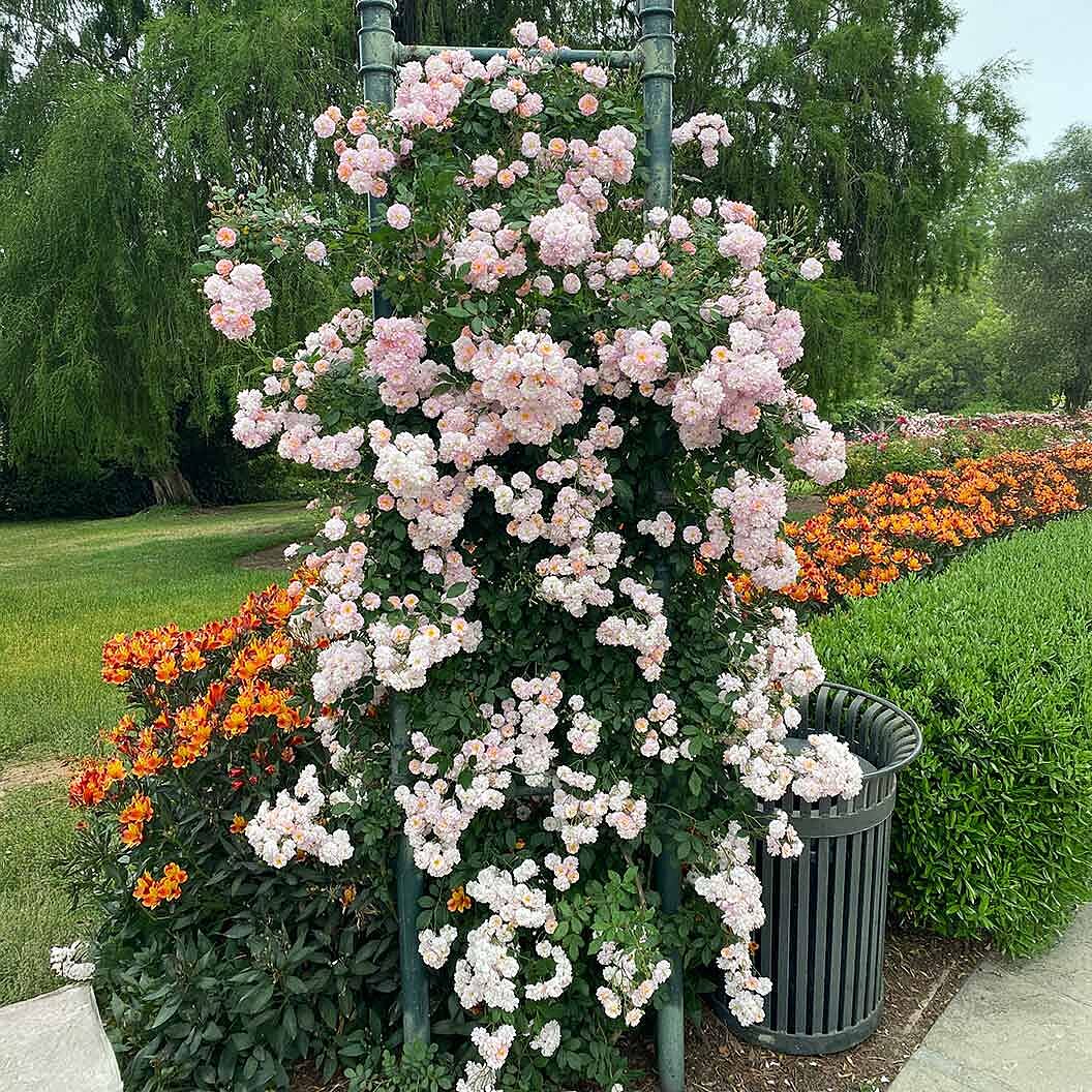 Perfume Breeze™ Climbing Rose