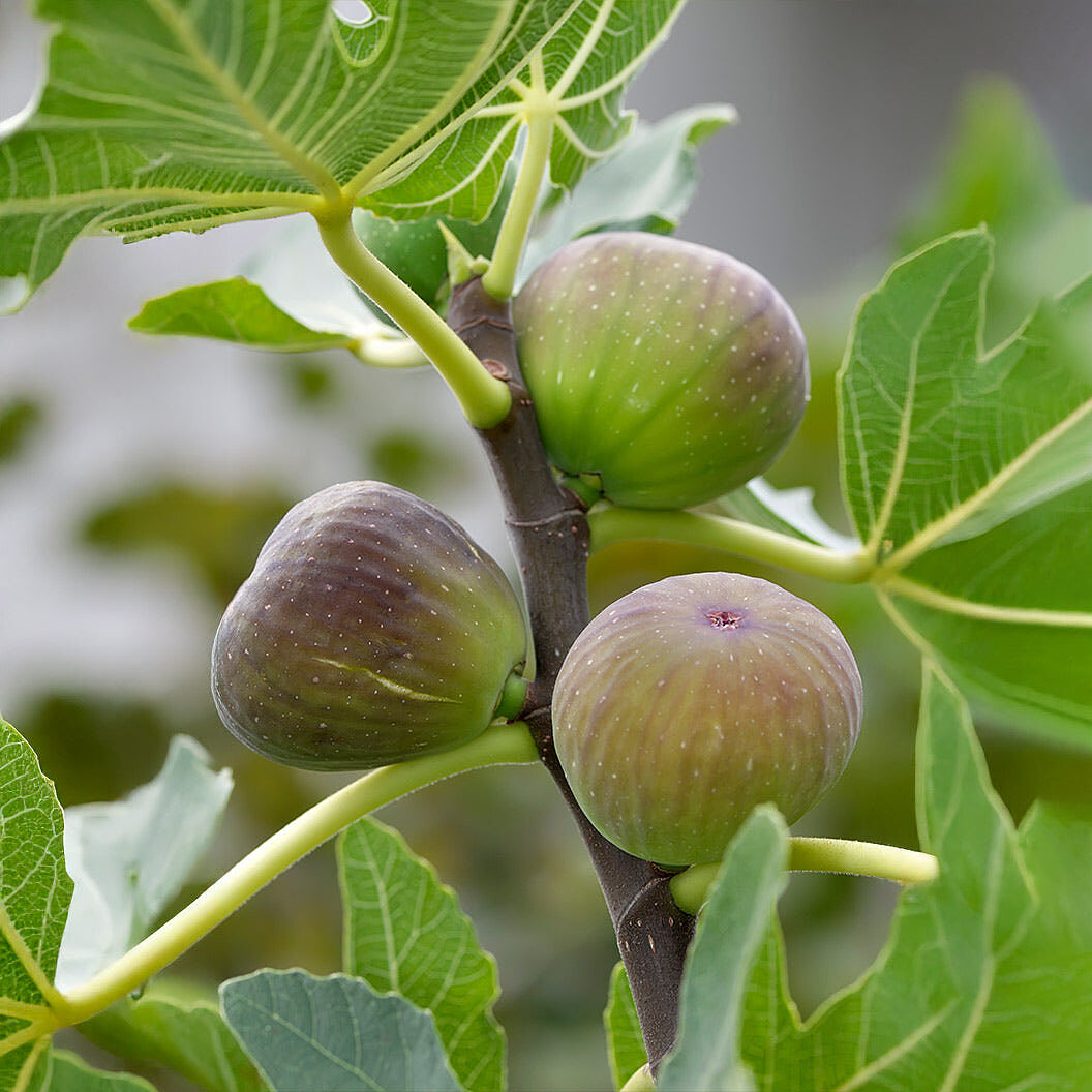 Little Ruby Fig Tree