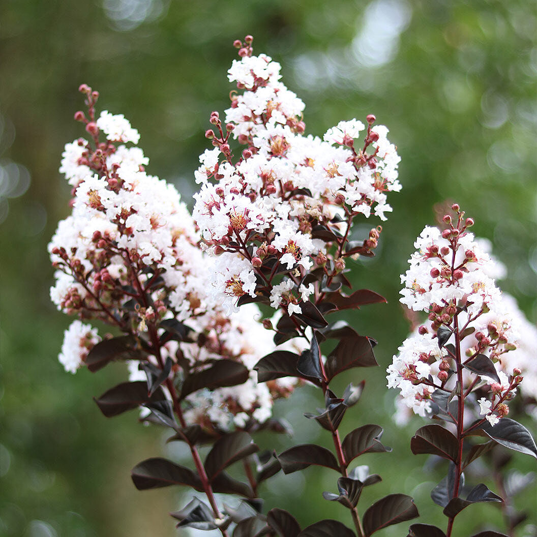 Thunderstruck™ White Flash™ Crape Myrtle Tree