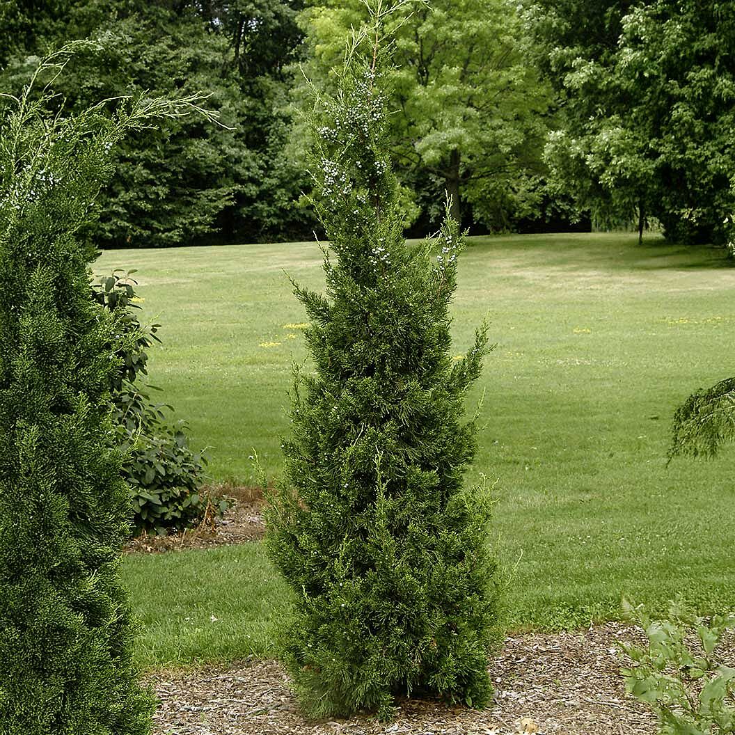 Hetzii Columnar Juniper Tree