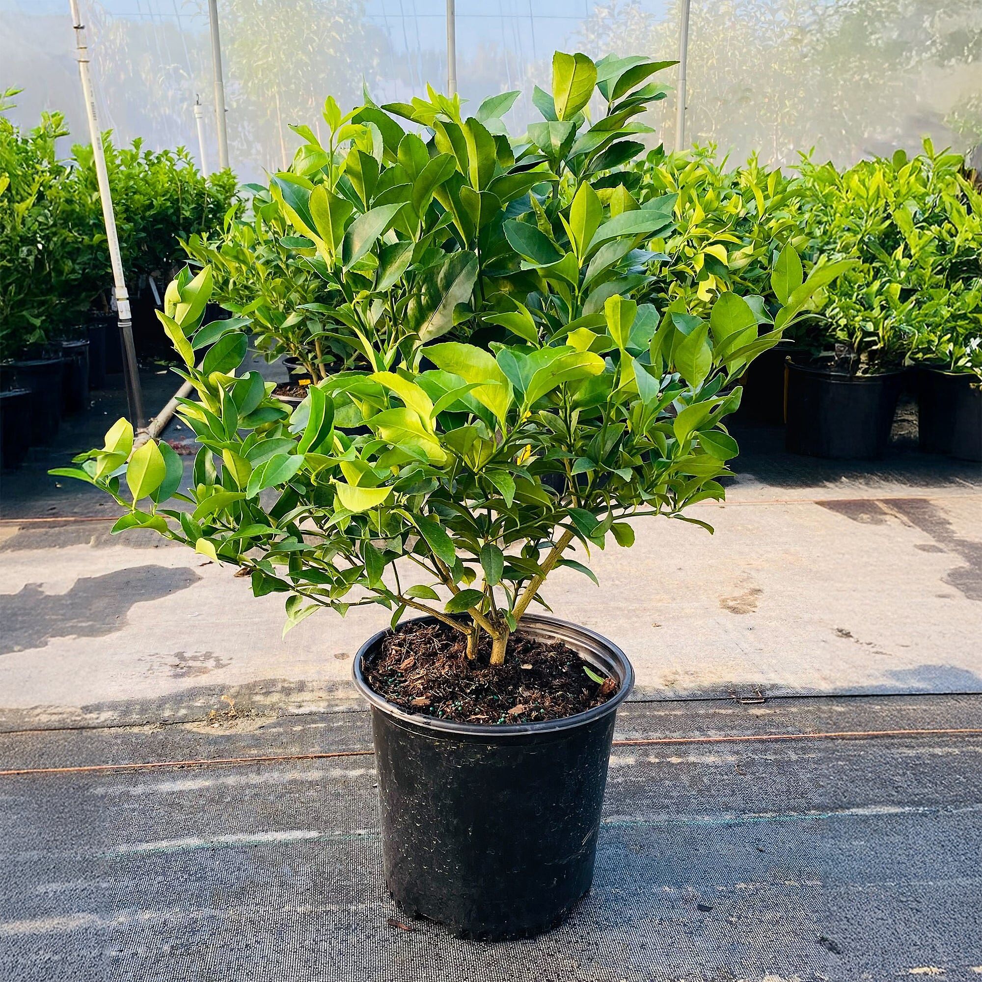 Meyer Lemon & Limequat Cocktail Bush