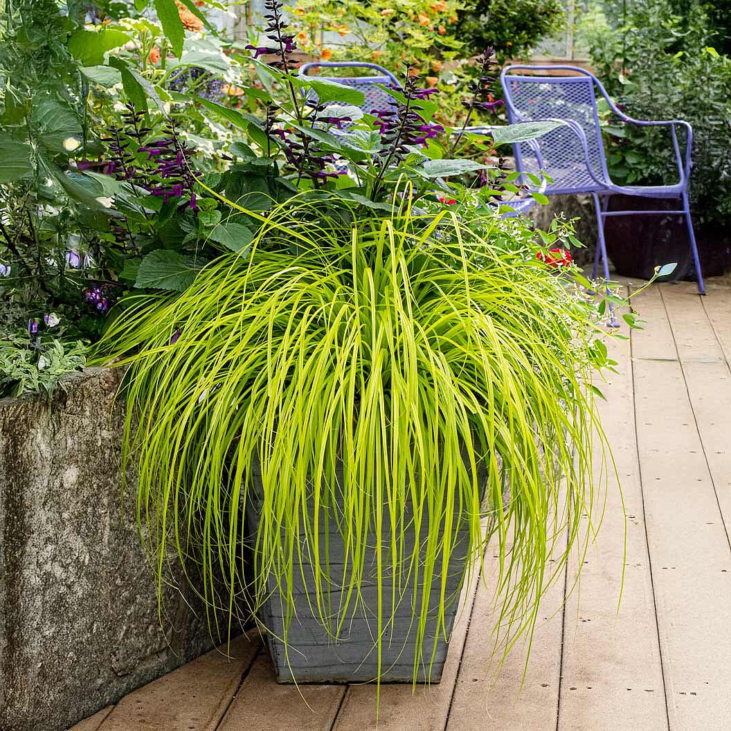 EverColor® Everillo Carex Sedge