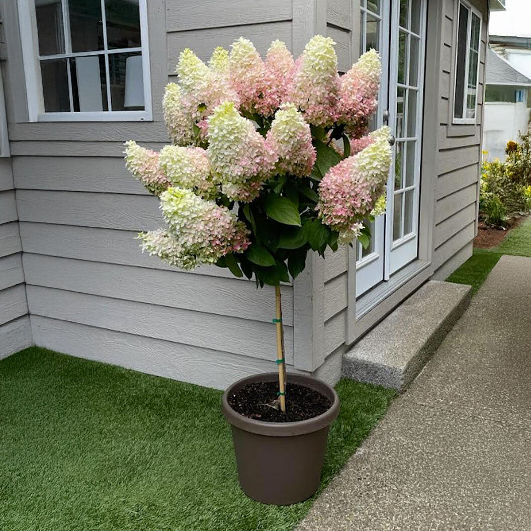 Sweet Starlight™ Hydrangea Tree