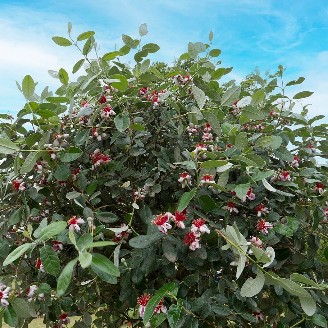 Pineapple Feijoa Guava Tree