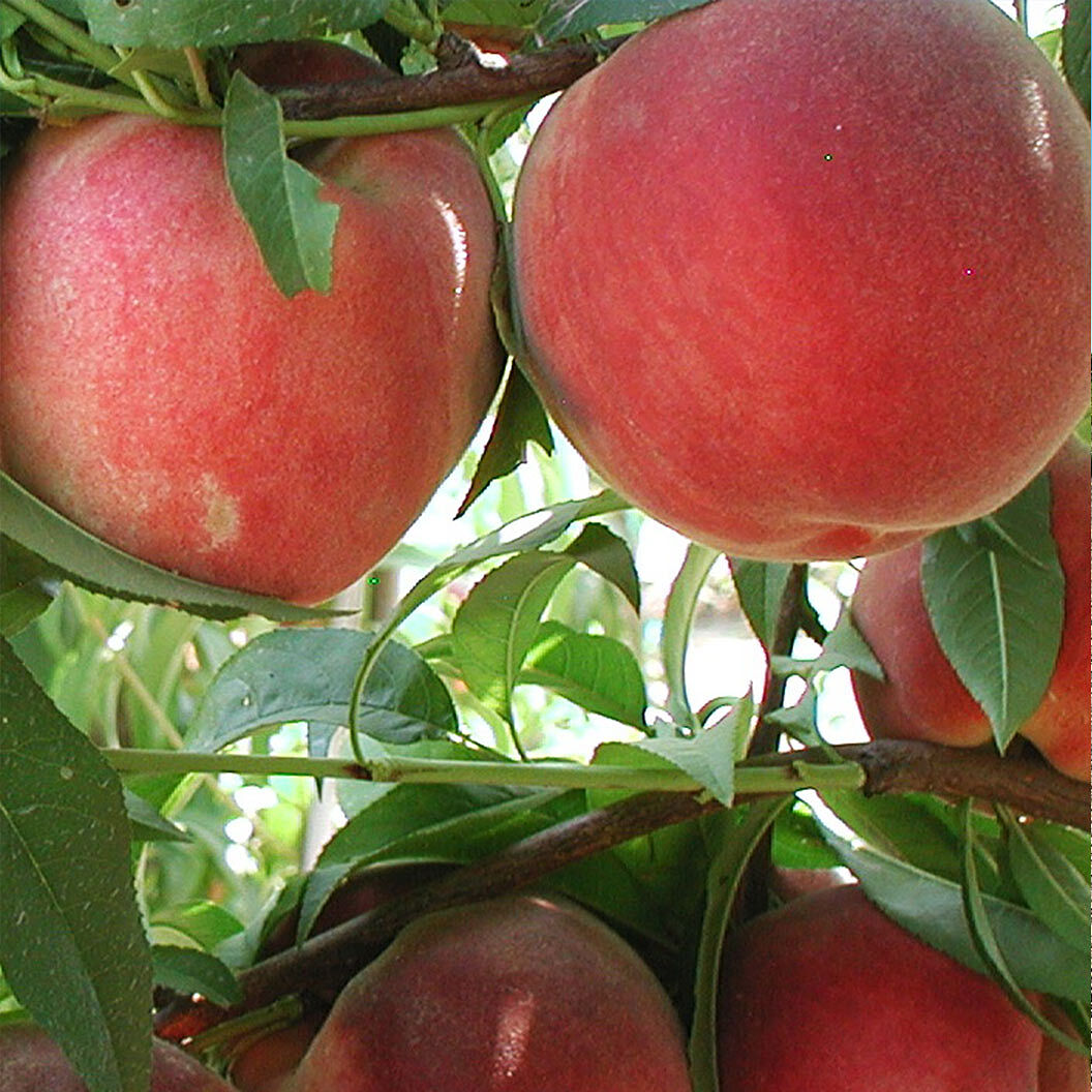Fruit Snacks® Blushing Pearl™ Columnar Peach Tree