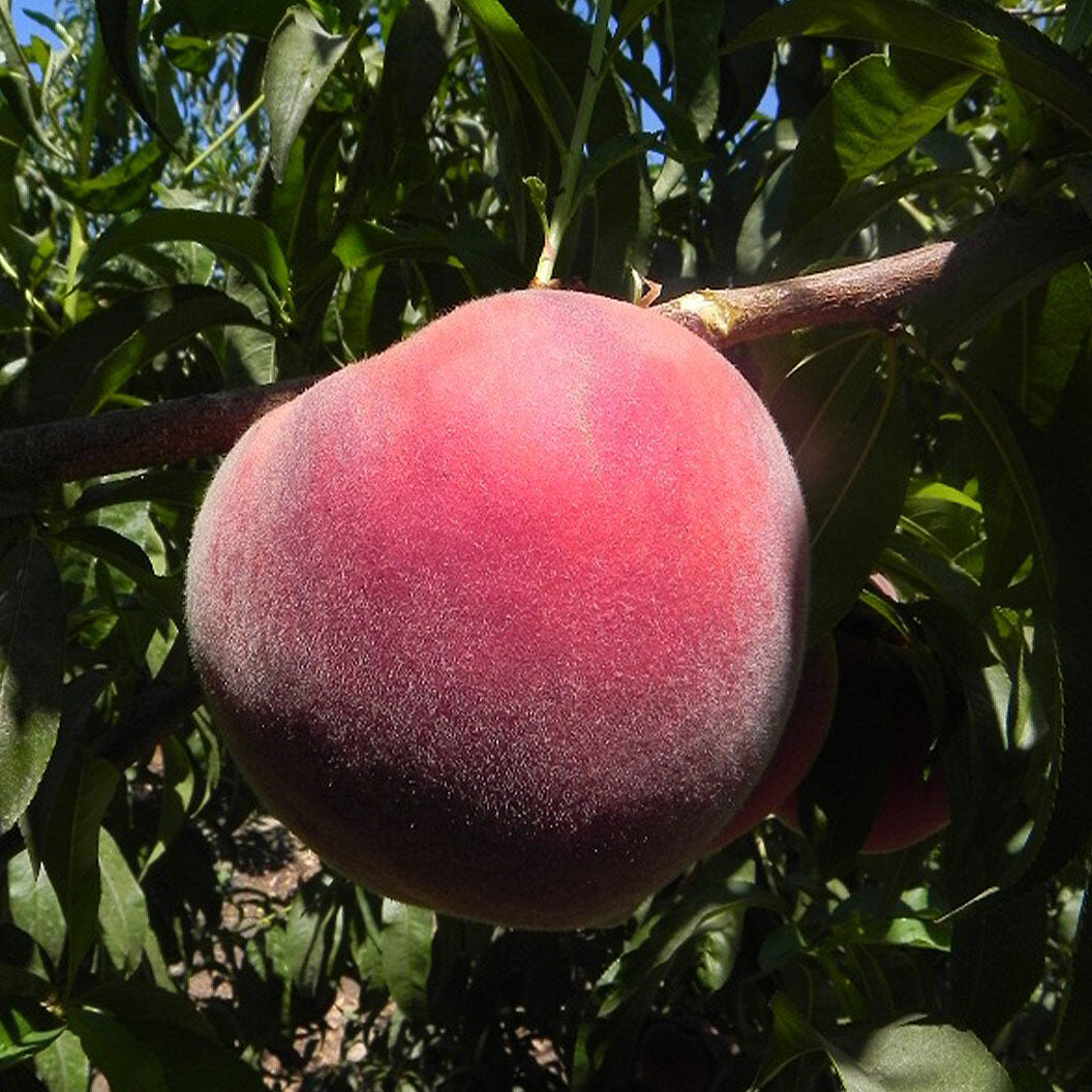 Fruit Snacks® Sweet Sensation™ Columnar Dwarf Peach Tree