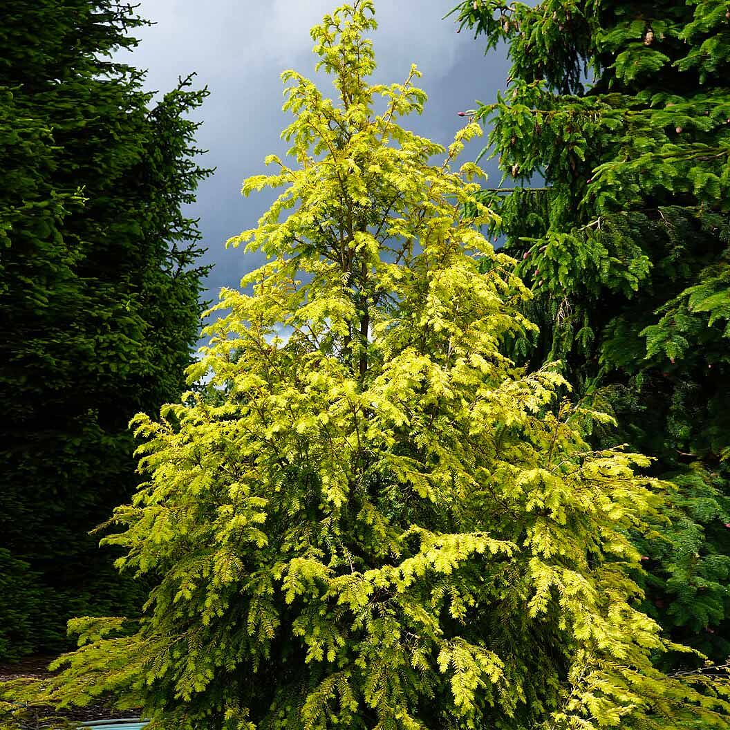 Golden Splendor Canadian Hemlock Tree