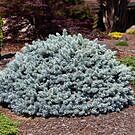 Moonstone® Globe Spruce Tree