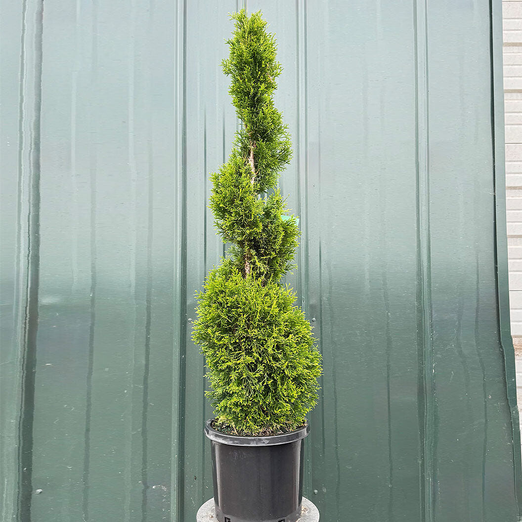 Emerald Spiral Thuja Tree