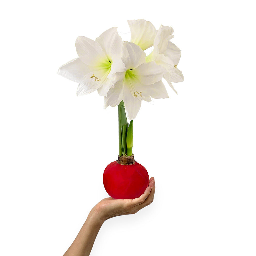 Red Wax-Dipped Amaryllis Bulb with White Blooms