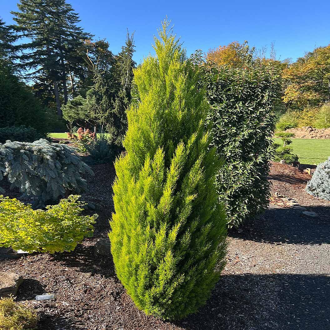 Lemon Cypress