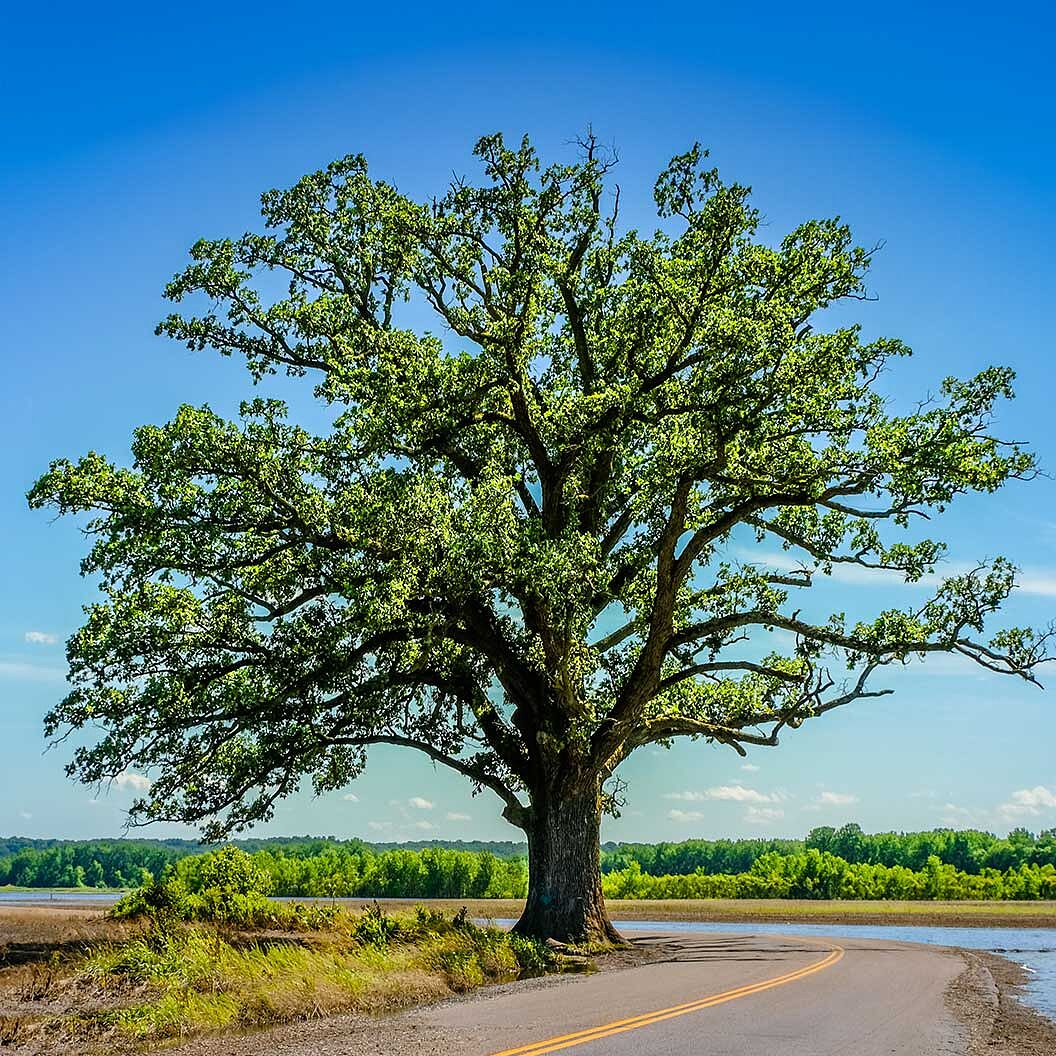 Bur Oak Tree