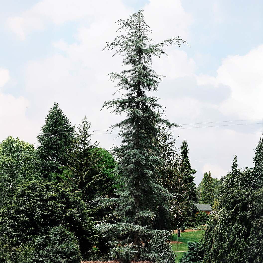 Karl Fuchs Himalayan Cedar Tree