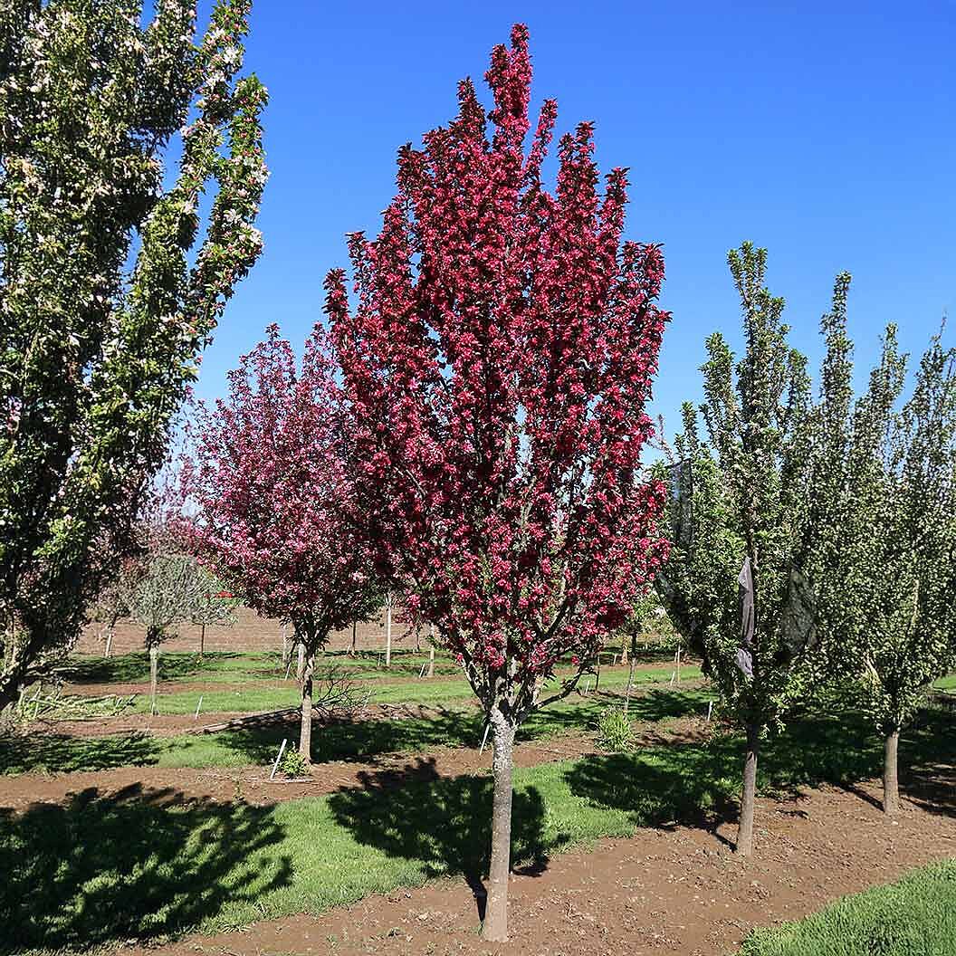 Raspberry Spear® Crabapple Tree