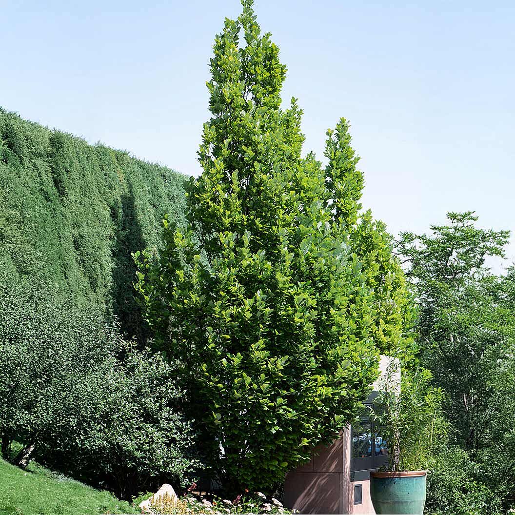 Scarlet Letter™ Oak Tree