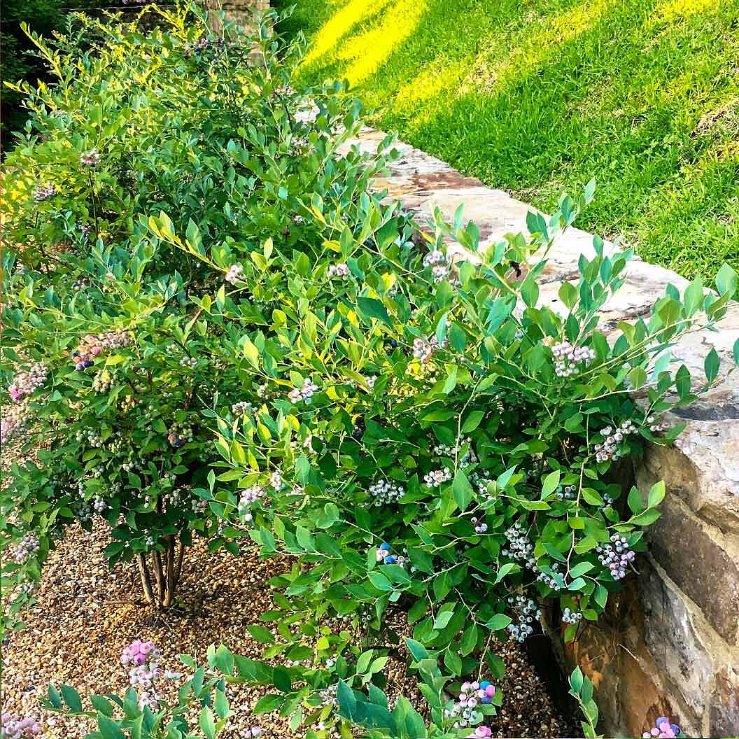 Southern Living® DownHome Harvest® Bless Your Heart® Blueberry Shrub