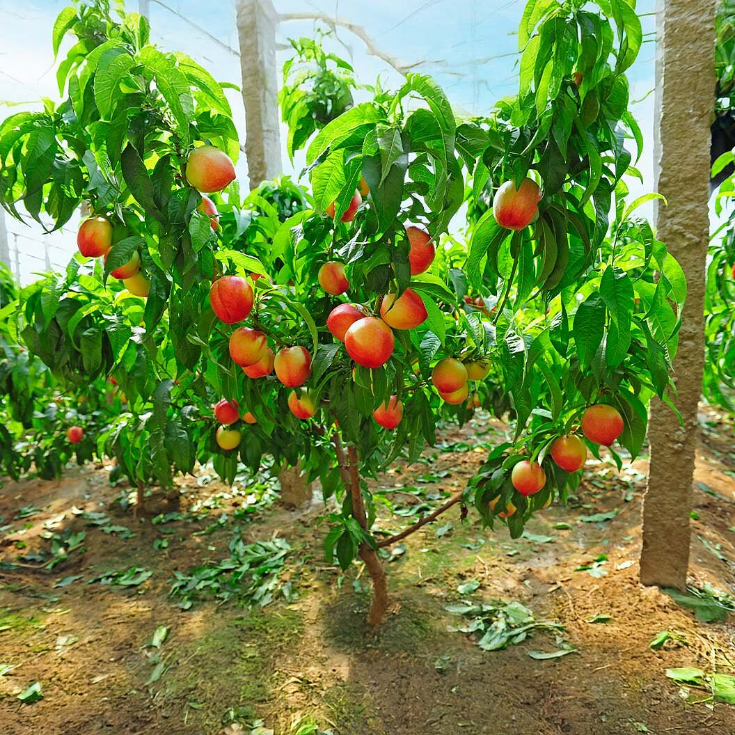 Nectar Babe Patio Nectarine Tree