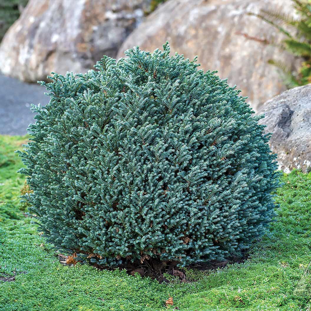 Iseli® Blue Moon Sawara Cypress Shrub
