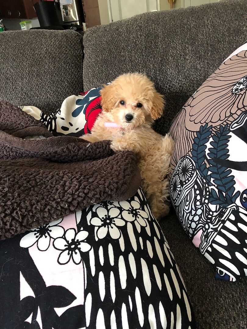 Puppyspot Reviews Puppyspot