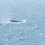 , Customer reviews, Bill McKim&rsquo;s Jersey Shore Whale Watch Tour 