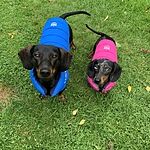 hugo and hudson puffer