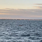 , Customer reviews, Bill McKim&rsquo;s Jersey Shore Whale Watch Tour 
