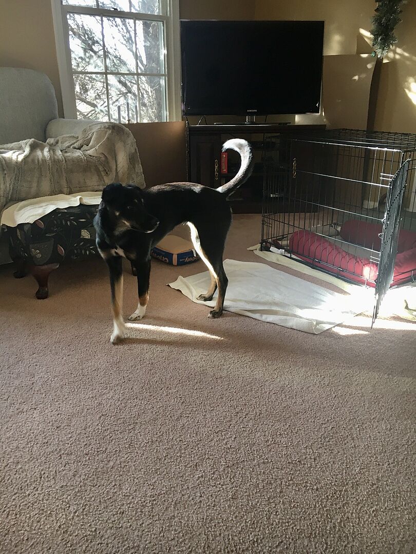 Love Bugs Pre And Probiotics For Dogs