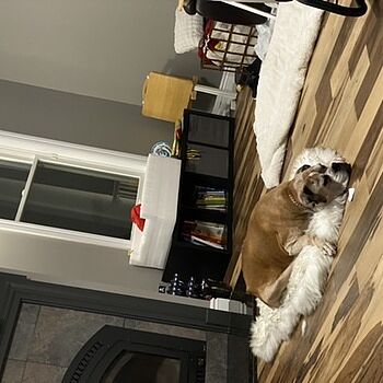 PupRug® Orthopedic Bed + Matching Waterproof Blanket Bundle - White with Brown Accents My dogs love the bed